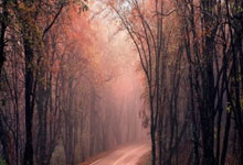 季后赛外援最终阵容：博班领衔多名大牌被淘汰 山西“押宝”新外援.